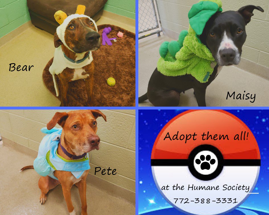 hsvb's tweet image. Our sweet pups, Bear, Maisy, and Pete love to get dressed up. All 3 are available for adoption. Visit them today!