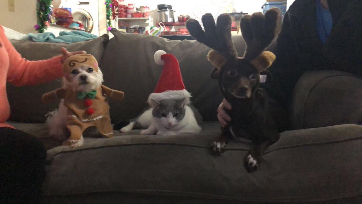 beelopez5's tweet photo. A year ago today we adopted our sweet girl xena &amp; it was one of the best decisions we have ever made. Since we aren’t sure of her exact birthday we go with today. We love you xen-doggie! Happy birthday ❤️ https://t.co/wH39OvXkIH