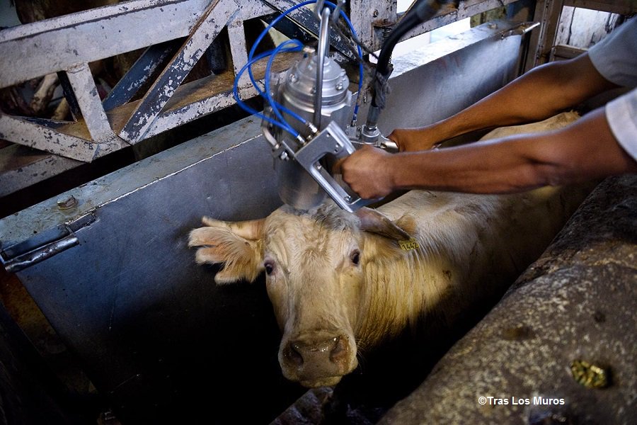 PETA France tweet media