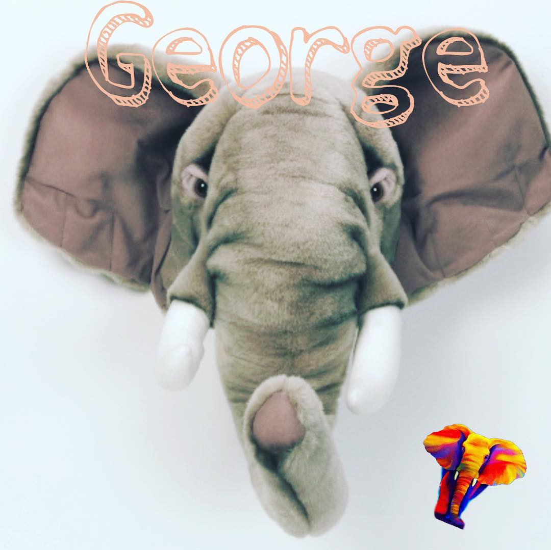 tigerfifty7's tweet photo. Meet George ! He’s just joined us!! https://t.co/25l0BsY58B