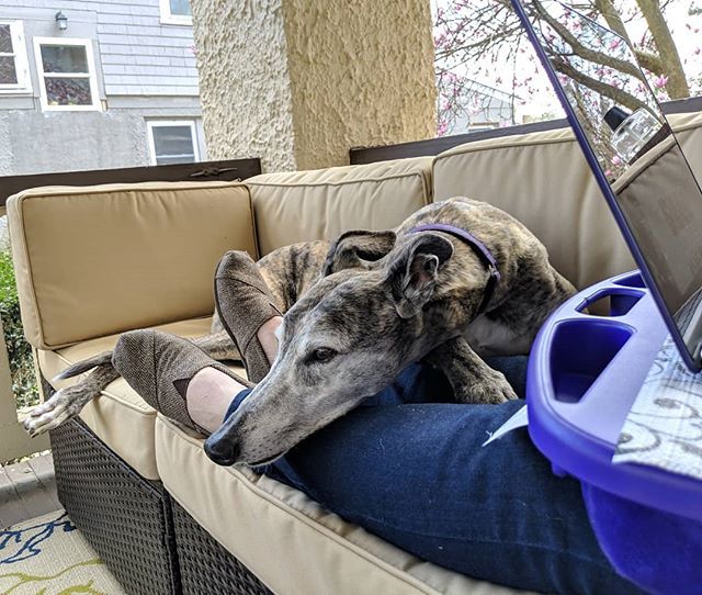 BeckyMcKimmy's tweet photo. Pixel is very pleased that I set up the porch today.
.
.
.
#greyhounds #greyhoundsofinstagram #pixelthebrindle #brindle #brindlegreyhound #greyhound #greyhounddaily #sleepygreyhound #spoiledgreyhound #greyhoundlove https://t.co/aP6S77vwmJ https://t.co/OA79CbQVA2