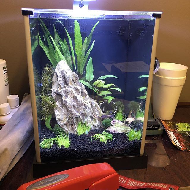 Ryanedghill's tweet photo. New decor for the office. Will add 4 freshwater shrimp and name them Katrina, Rita, Ike, and Harvey. https://t.co/PDUM0fuAqV https://t.co/FwGUx9mogc