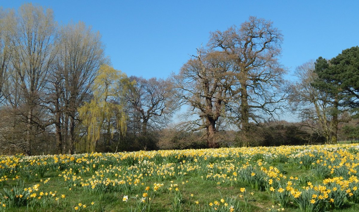 Daffodils loving the spring sunshine at <a href="/CapesthorneHall/">Capesthorne Hall</a> today
