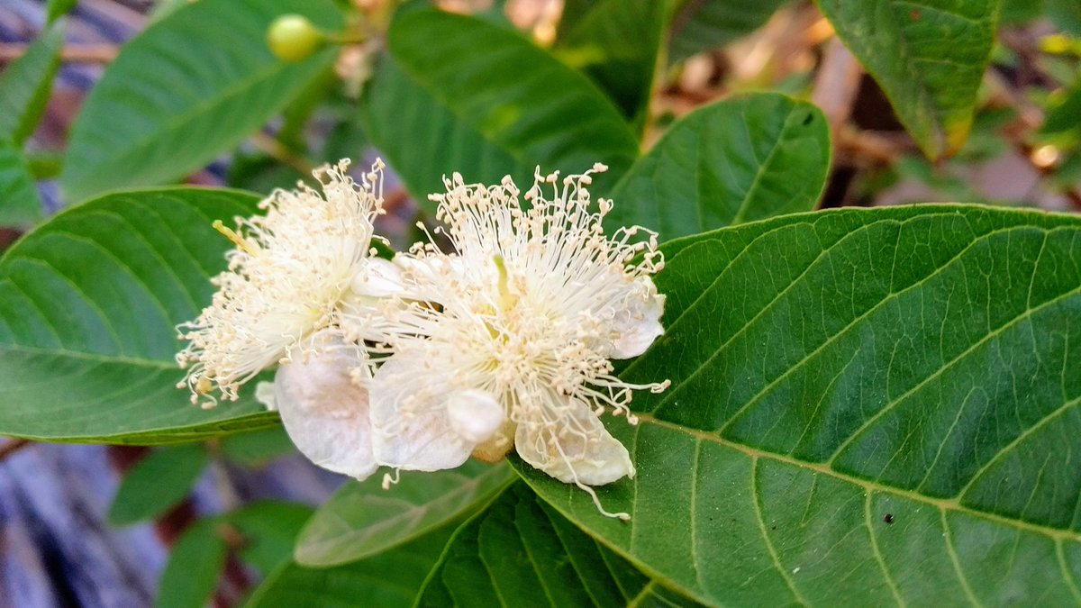 JonayedMd's tweet image. future #Guavas