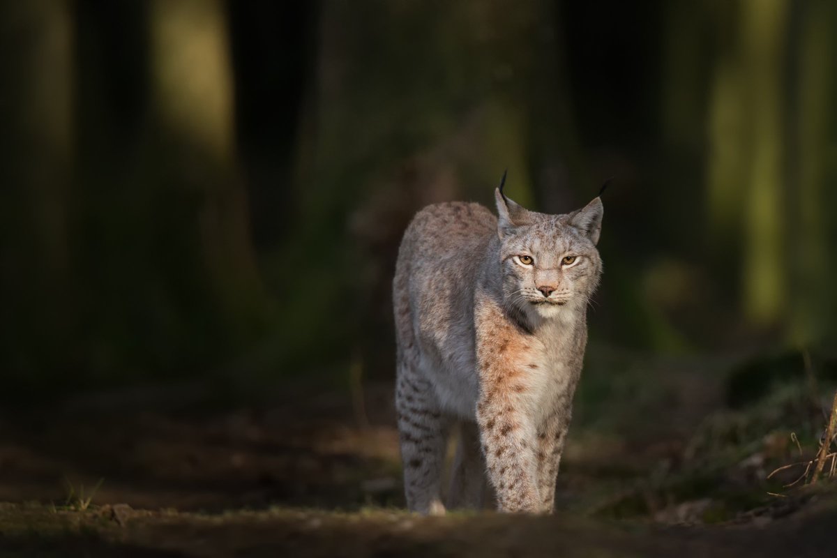 University of Stirling (@stiruni) on Twitter photo New #research from #UofStirlingExpert <a href="/WoodEcology/">Dr. Tom Ovenden</a> models the proposed reintroduction of the Eurasian lynx to #Scotland. Find out more 👉 stir.ac.uk/2cz <a href="/ScotWildlife/">Scottish Wildlife Trust</a> <a href="/BangorUni/">Bangor University</a> <a href="/aberdeenuni/">University of Aberdeen</a> New #research from #UofStirlingExpert <a href="/WoodEcology/">Dr. Tom Ovenden</a> models the proposed reintroduction of the Eurasian lynx to #Scotland. Find out more 👉 stir.ac.uk/2cz <a href="/ScotWildlife/">Scottish Wildlife Trust</a> <a href="/BangorUni/">Bangor University</a> <a href="/aberdeenuni/">University of Aberdeen</a>