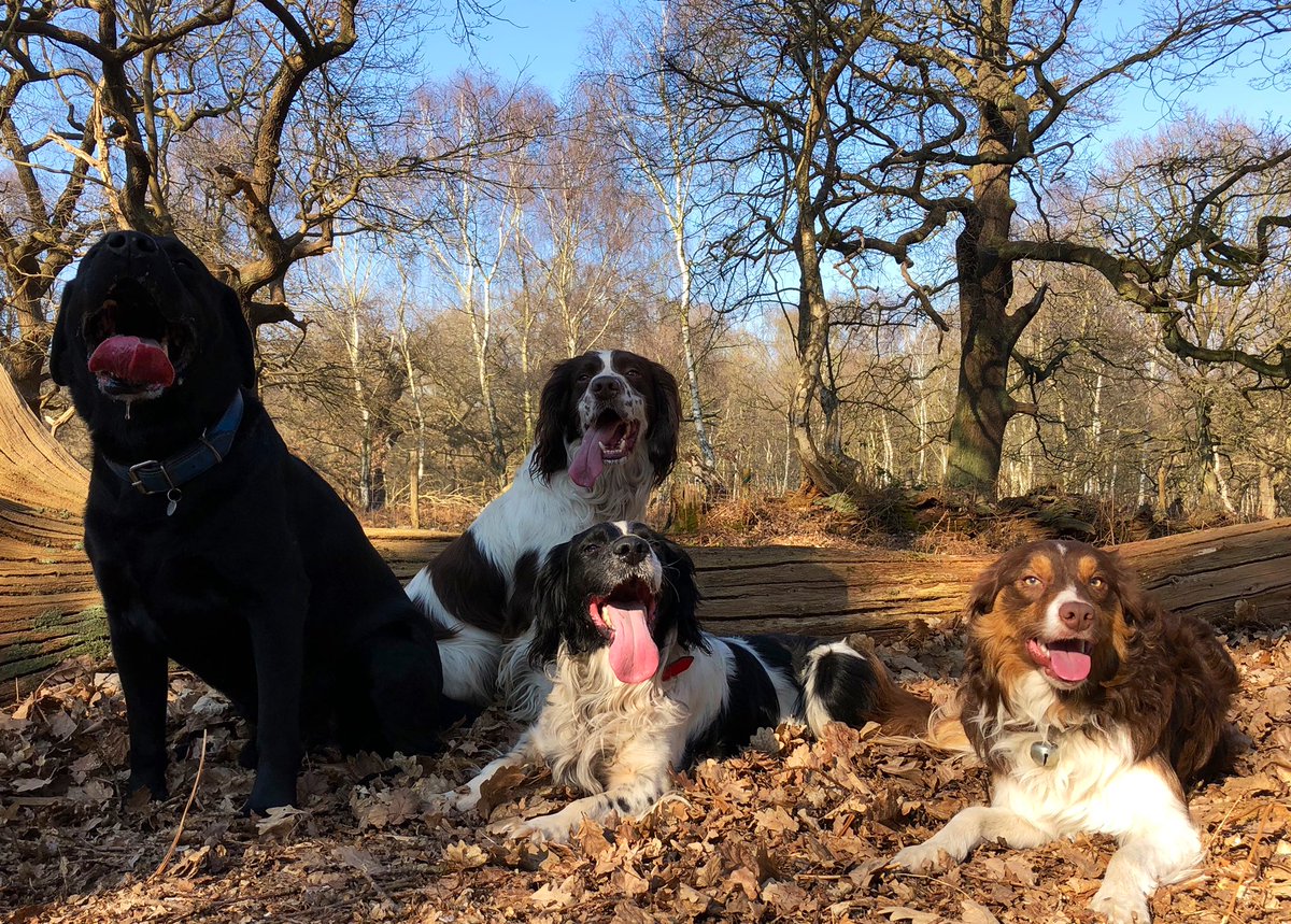 Digginginheels's tweet photo. Basking in the March sunshine in Sherwood Forest... https://t.co/HLL2cyPC2A