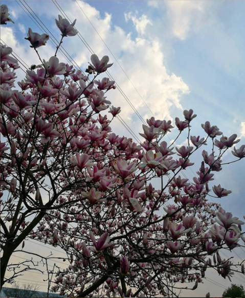 eslinchina's tweet photo. You know Spring is here when the cherry blossom comes out. One of our favourite times of year in China 😍 #chinacharm #chuntiandaole https://t.co/ZDQ8QwyDwg