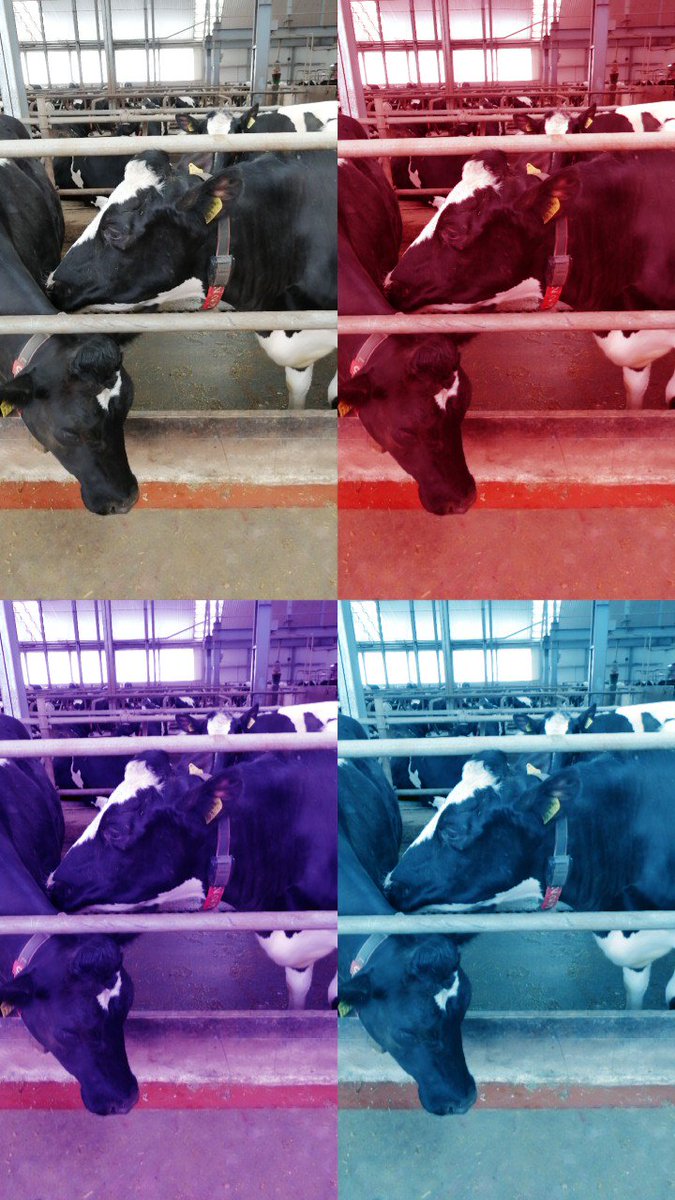 lelytips's tweet image. Lely Warhol style. #lelytips #lelyrobot