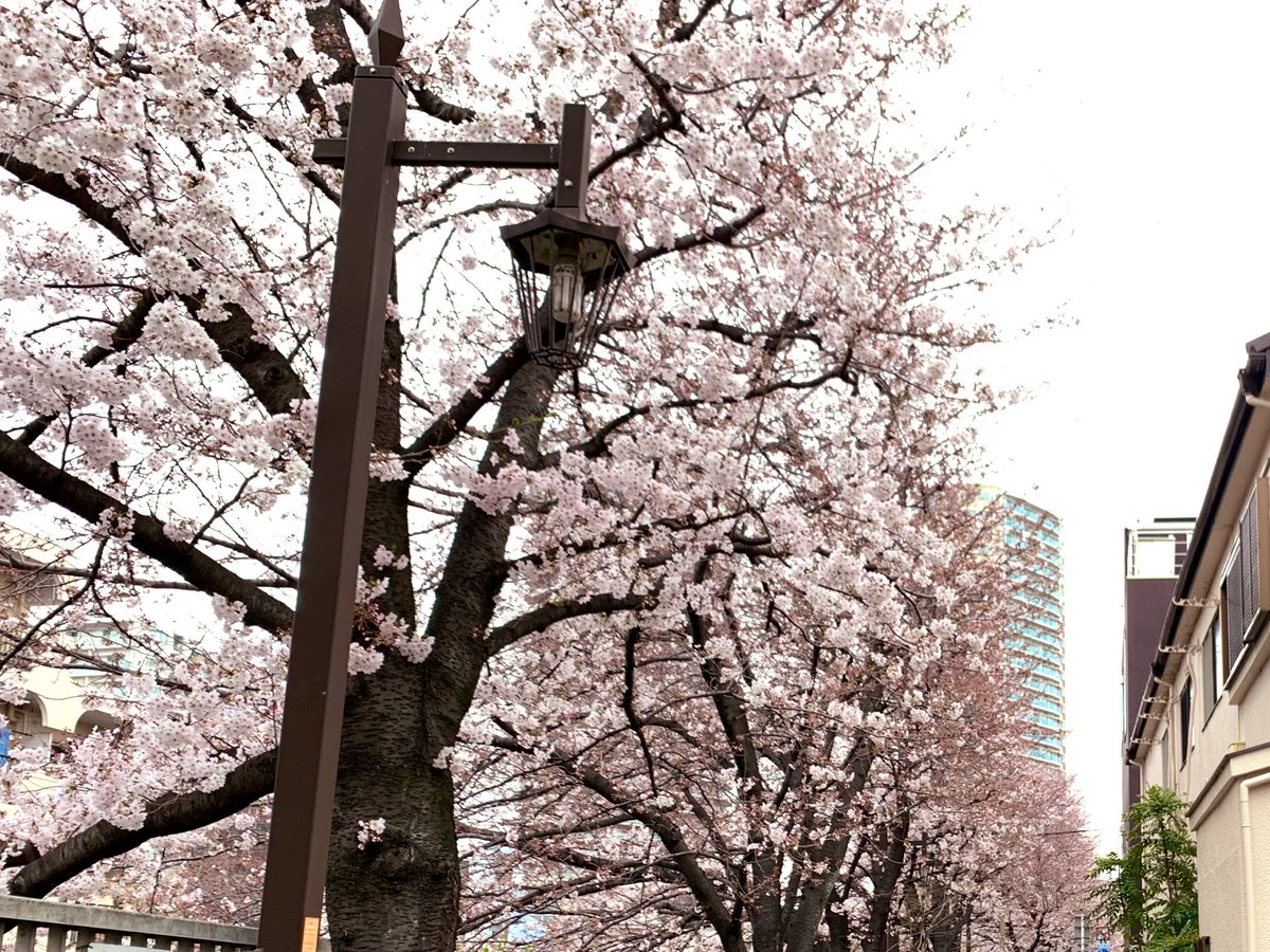 散歩していたら黄色い鳥と白いクマとピンク色の花に出会いました！ 