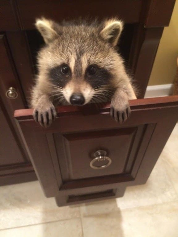 asapfukkinandy's tweet photo. @ProllyBitchin @kxbierx here are some pictures of some really cute coons😎 https://t.co/o4fgjRztXx