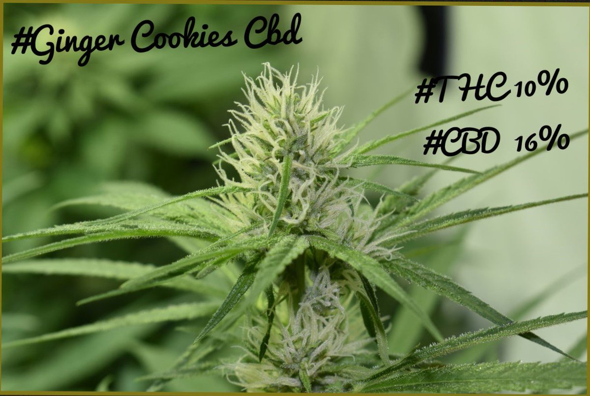 rarofarm's tweet photo. #FelizFinde #FelizViernes #CannabisMedicinal #GingerCookiesCbd Visita nuestra web 👉https://t.co/Xi3yH2OCNV 👈 #Relax #Cannabis #Weed #Cbd #Thc #RegularSeeds #OneLove 👊😎🌿
Siguenos en #Instagram 😎 https://t.co/kzmr0N4GJz https://t.co/74Bzdw5H08