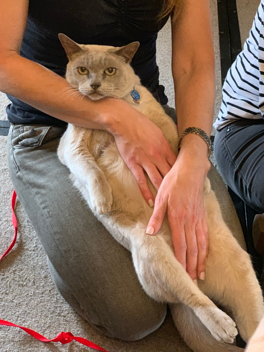 Dr Stephanie Koempel tweet media