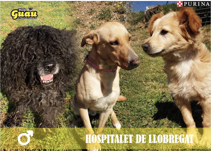 ProgatCatalunya's tweet photo. Gossos #trobats a #LH #HOSPITALETdeLLOBREGAT
Si en saps res, contacta amb #HELPGUAU al 93 756 11 14 // info@helpguau.com https://t.co/l55L1QbLXY