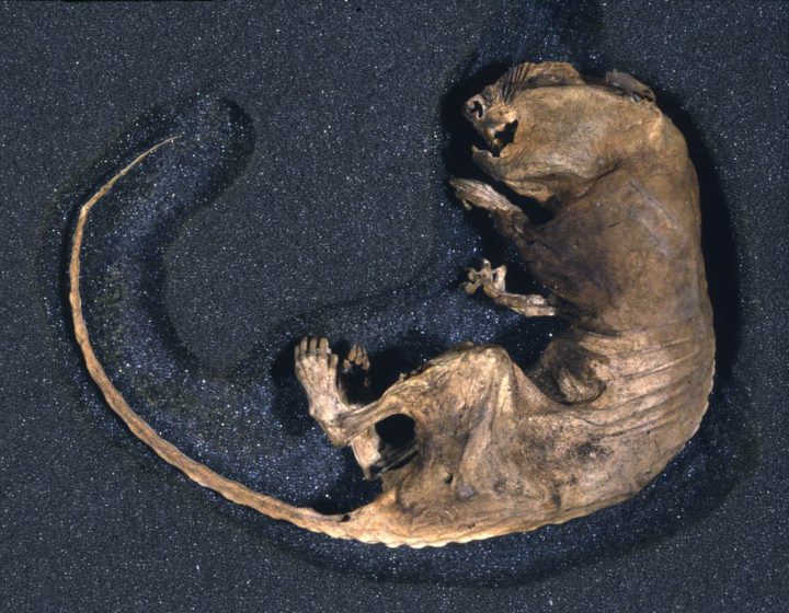UKNatArcEdu's tweet photo. It is a rat! This rat, with a stomach full of chewed document, was used as evidence for the poor conditions records used to be kept in, which led to the Public Records Act and the creation of the Public Record Office which is now The National Archives! https://t.co/6hiGcjvdxW
