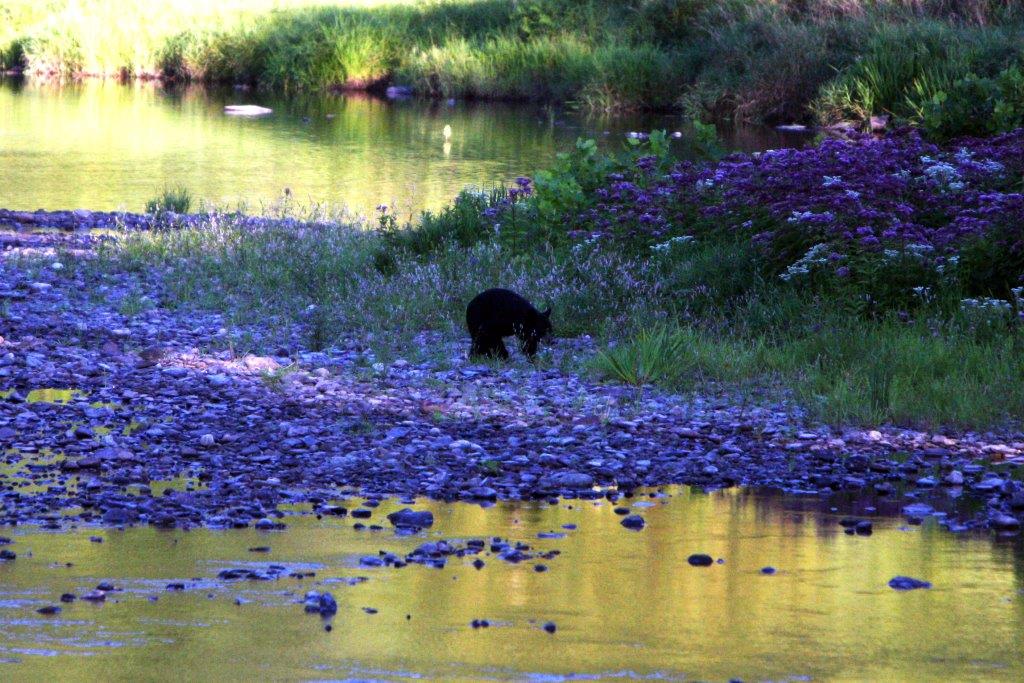 This bear fresh from a winter nap reminds visitors spring has sprung across Potter &amp; Tioga Counties!  Visit VisitPotterTioga.com or call (570) 724-0635 to request a free copy of the 2019 Visitors Guide.

Meet you in the PA Grand Canyon and under the stars at Dark Skies!