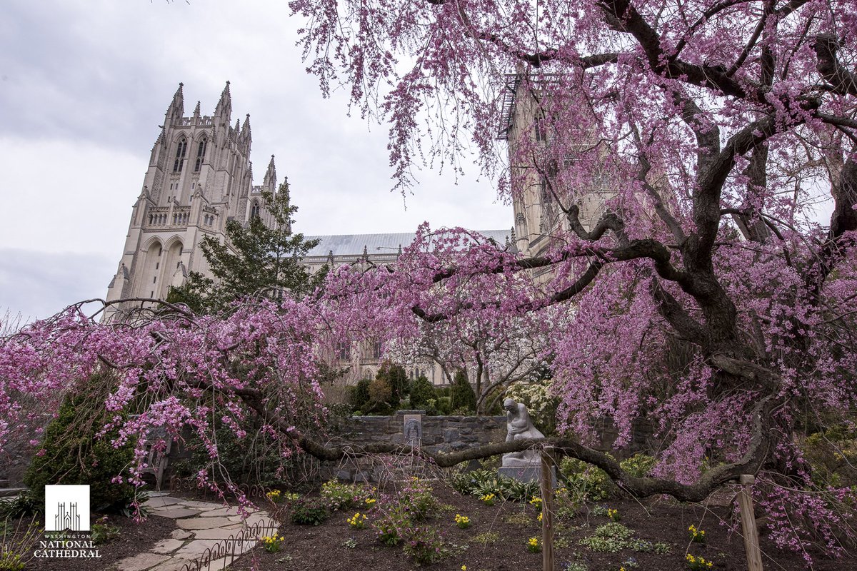 Washington National Cathedral tweet media