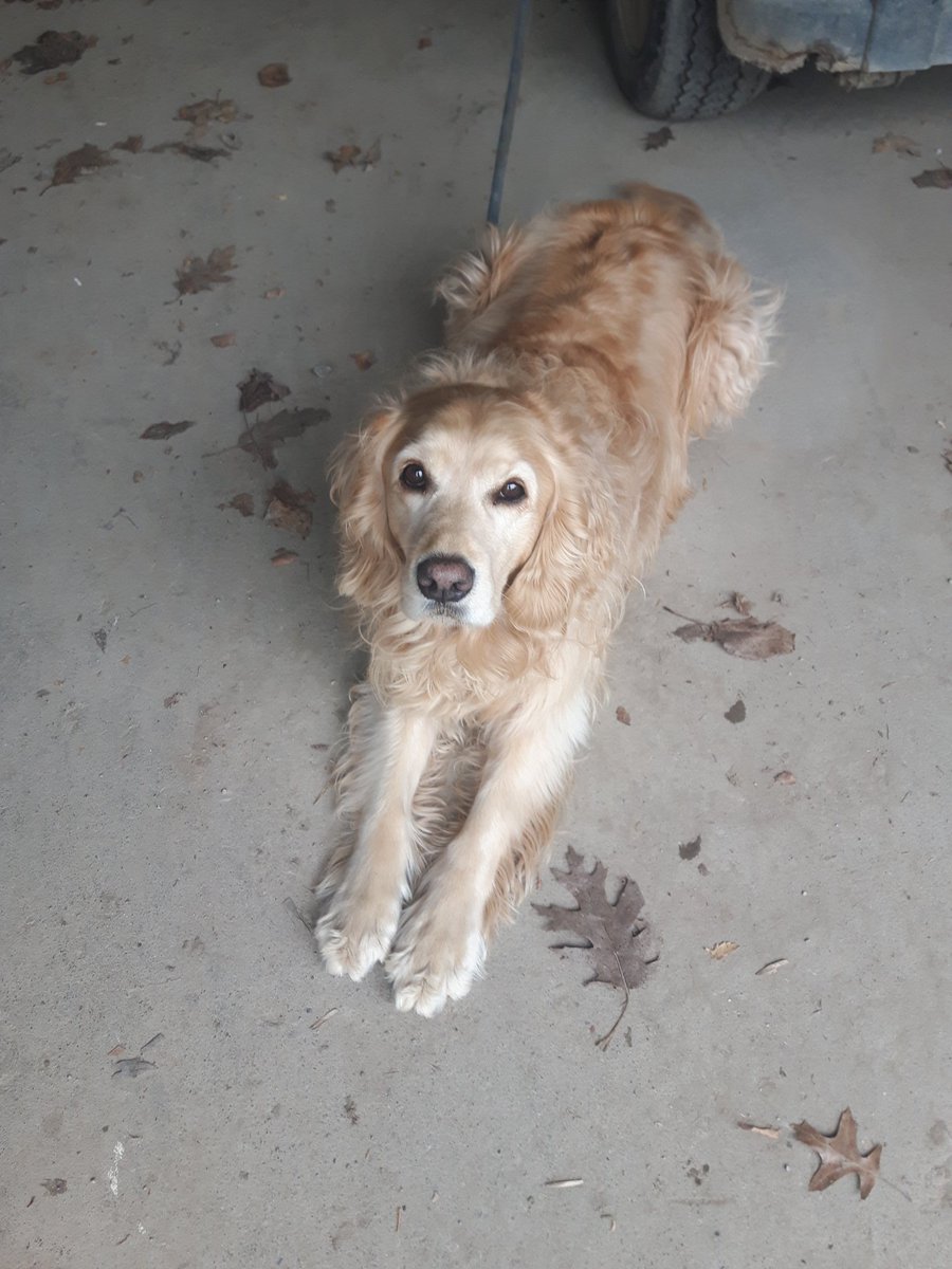 Another good looking customer excited to be back out on the course. <a href="/DogsOfTurf/">Dogs Of Turf</a> #dogsofturf <a href="/EquipmentTurf/">Complete Turf Equipment</a> <a href="/NOTLGolf/">NOTL Golf</a>