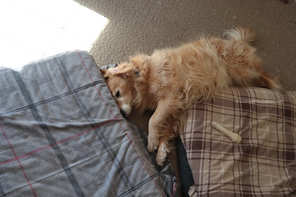 MaineGolden's tweet image. It appears I&apos;m caught between a bed and a soft place. 
#FirstWorldDogProblems #DogCelebration #TGIF