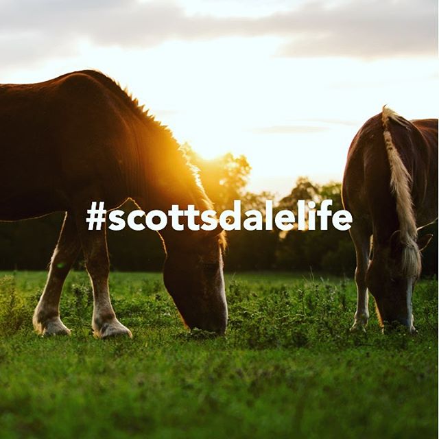 ValleyHomesGRP's tweet photo. Did you know that Scottsdale is a huge equestrian destination?  You can experience the desert on horseback too. Macdonald’s Ranch is one of our favorite places to go for a one or two hour ride. Affordable with a close location, check them out for a great adventure! Macdonald’s Ra https://t.co/WD61KKzZkJ
