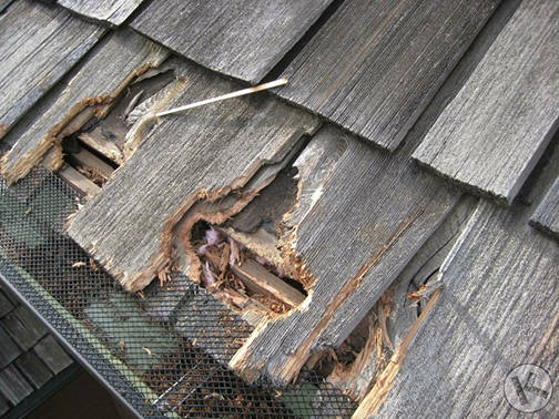 SummitES's tweet photo. Squirrel damage. Are you hearing noises in the attic? Call us now for a FREE inspection now (540) 659-1112 https://t.co/At46K71FiT