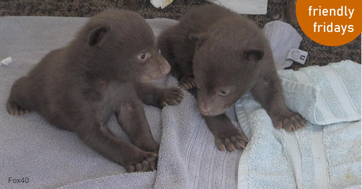 Two black bear cubs were rescued by @CaliforniaDFW and taken to #LakeTahoeWildlifeCare. Visit our blog now to learn more about how to deal with  #babywildlife encounters this spring! bit.ly/U032919

#knowyournevadaneighbors #KYNN #Ursusamericanus #friendlyfridays