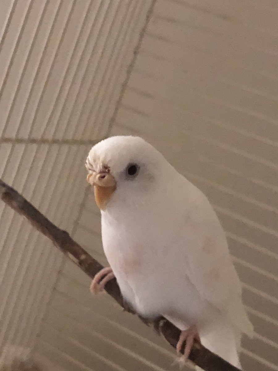 pierre_vasquez4's tweet image. This is my best friend. Her name is tweetie. Make her go viral. #tweetiefromtwitter &amp;gt; #alexfromtarget