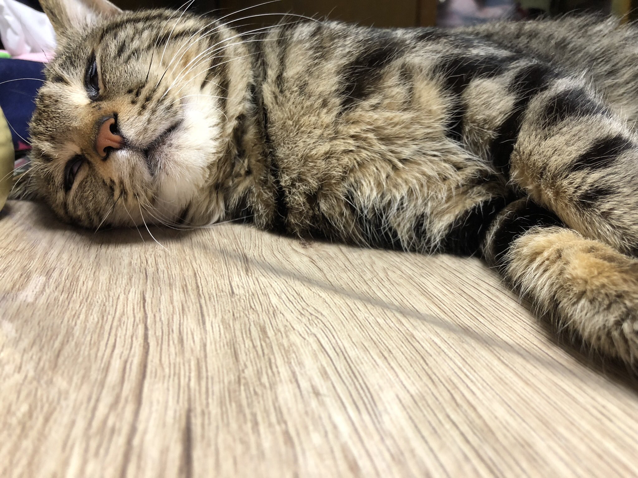 Mia Akutsu Miwako パー子先生 3月15日 未明から行方不明になってます キジトラ雄猫 鍵尻尾で短く太い尻尾が特徴的です 人懐っこく 家にいた時もチャイムがなると一番に玄関にいくような猫らしくない猫でした 名前はみかんです 若林区大和町 志波
