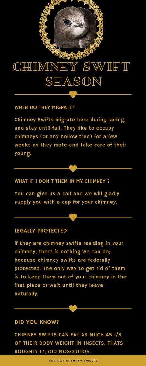 Top_Hat_Chimney's tweet image. It's chimney swift season folks! Check out this #infographic !