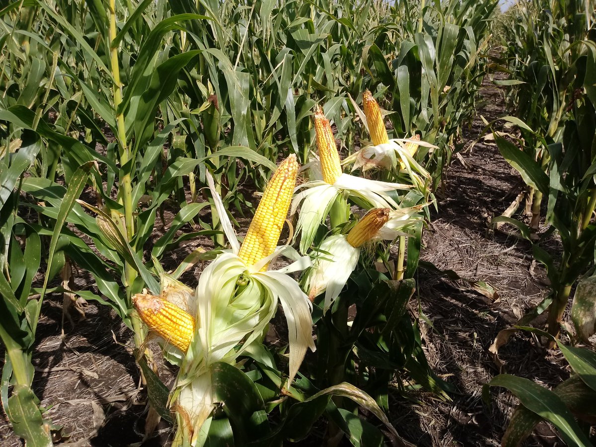 _Saraska's tweet photo. #P2005 a 28 mil pl/ha en ambientes someros #SanCayetano #Maíz @PioneerSemillas https://t.co/BBXsTWRgRJ