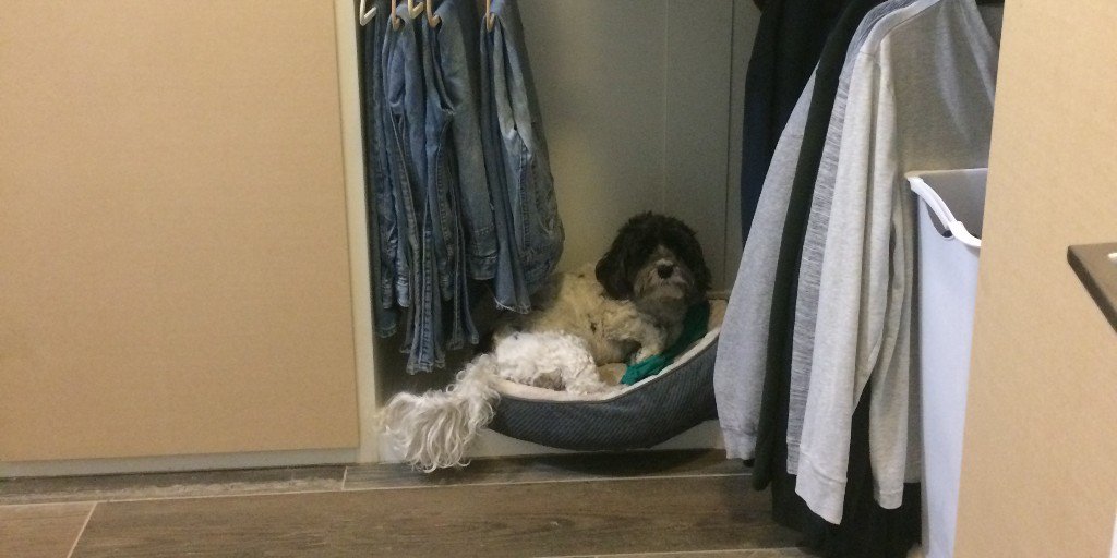 missorganized's tweet photo. Animals respond to the organizing process by finding new areas that feel cozy to them.  Like Courage.  He made a new home in the closet right next to the hanging jeans.  #positiveenergy #energyshifts #organizingbringsenergyshifts #shiftingenergy #organizing #closet organizing https://t.co/YKmbWE3NLh
