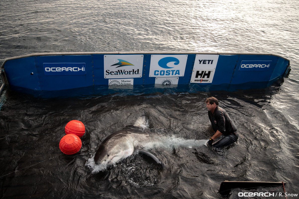 OCEARCH's tweet photo. #SharkScienceFriday Where will our new sharks take us? Canada? Cape Cod? Somewhere new? @SharkCaroline @Helena_shark @BrunswickShark & @MissMay_Shark were all tagged in the shared NASFA region. Anyone want to take any guesses now about where they'll go? https://t.co/P3dqPriBiK