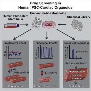 Scaled Biolabs (@scaledbiolabs) on Twitter photo Dropped in <a href="/CellStemCell/">Cell Stem Cell</a> - Thousands of human cardiac organoids used to discover heart regeneration drugs that don't cause arrythmias... by Scaled friends Richard Mills, <a href="/jehudson85/">James Hudson</a>, @PorrelloER, et al. doi.org/10.1016/j.stemβ¦ Dropped in <a href="/CellStemCell/">Cell Stem Cell</a> - Thousands of human cardiac organoids used to discover heart regeneration drugs that don't cause arrythmias... by Scaled friends Richard Mills, <a href="/jehudson85/">James Hudson</a>, @PorrelloER, et al. doi.org/10.1016/j.stemβ¦