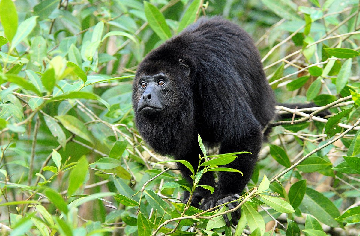 おサル 厳選 画像bot メキシコクロホエザル Alouatta Pigra T Co X7wskxg09n Twitter