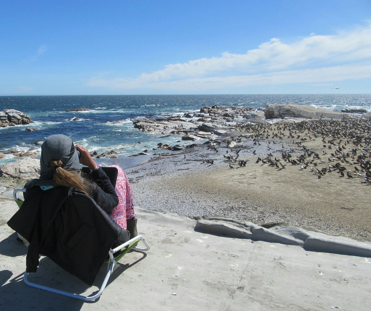 Monitoring Cape fur seal predation on Cape #gannet fledglings off Penguin (Bird) #Island
#MSc #study 
#seabirds
