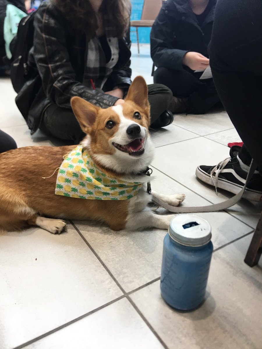 JackOrg_Mac's tweet image. A HUGE thank you to the wonderful pups who came out to help us de-stress 🐶 Shaker, Julian, Petal, and Peach 🍑🌸#kickback2019