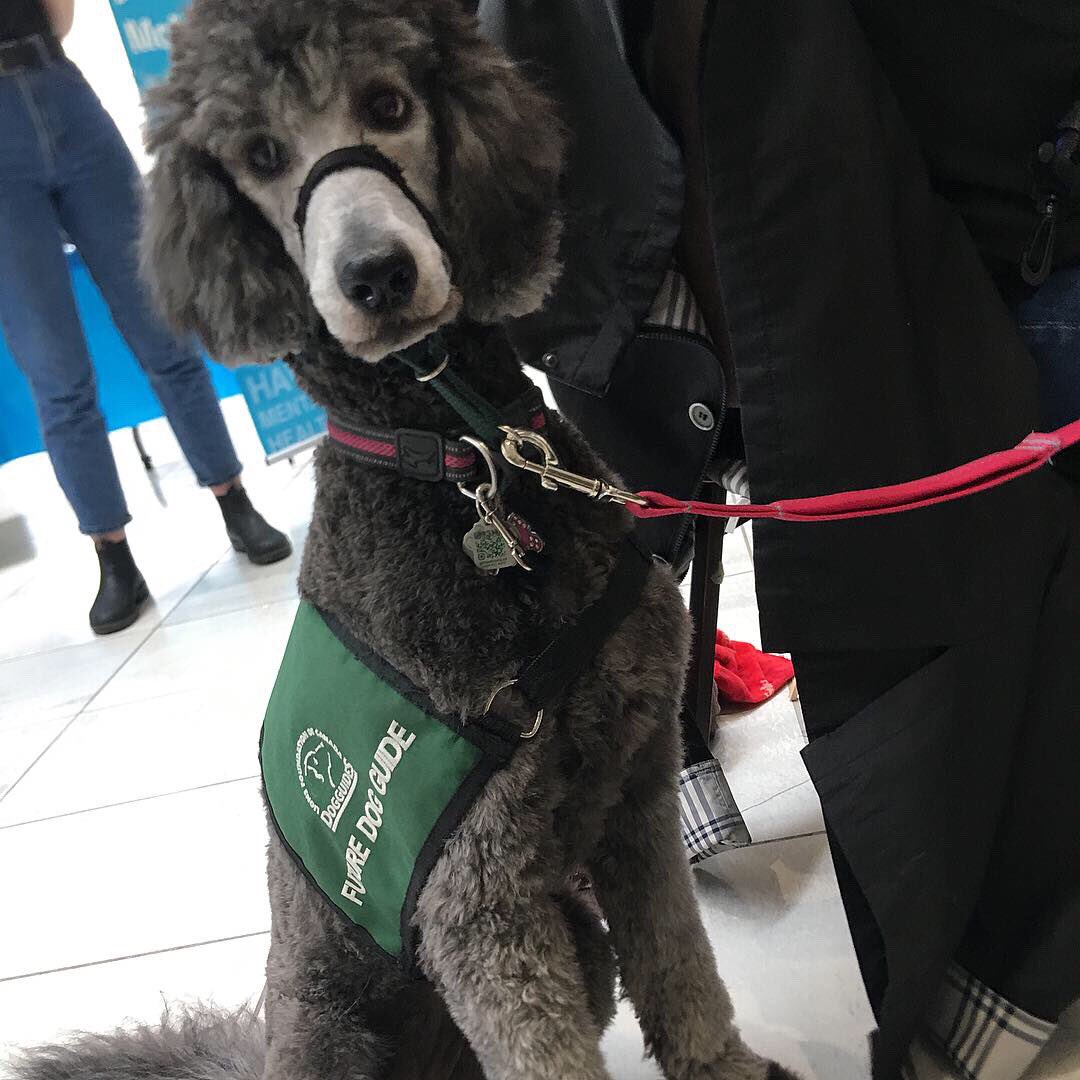 JackOrg_Mac's tweet image. A HUGE thank you to the wonderful pups who came out to help us de-stress 🐶 Shaker, Julian, Petal, and Peach 🍑🌸#kickback2019