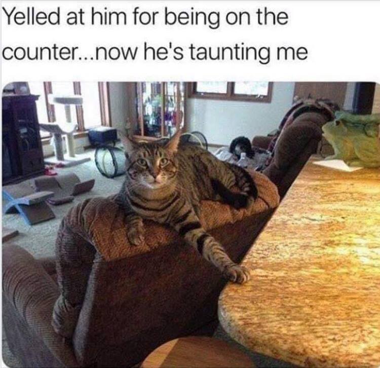 DomPict's tweet photo. TOP 75 Funny Cats Memes
https://t.co/AU70uhNVB8 https://t.co/NncrEC75bL