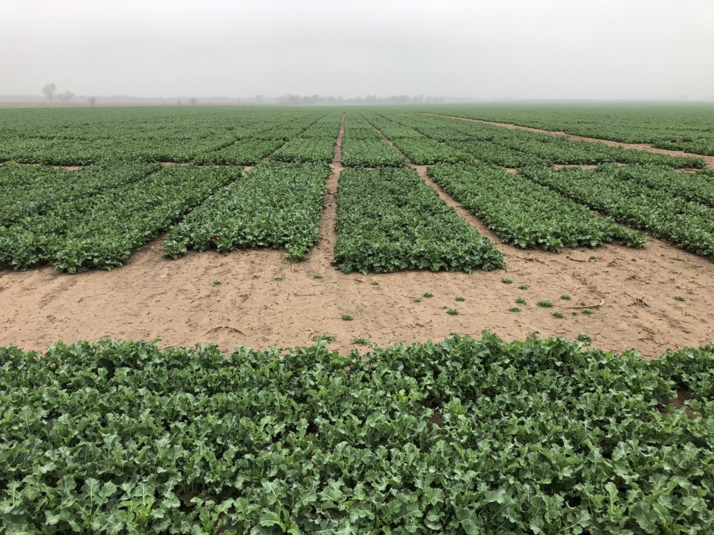 SouthKsAg's tweet photo. @ksucanola Rollin on down here https://t.co/kegs1fPeOU