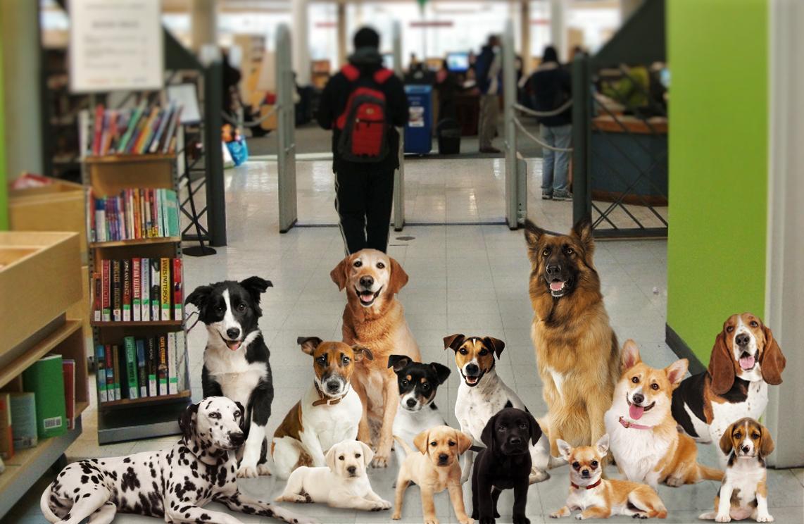 markhamlibrary's tweet photo. By now you must've heard that we're loaning out animals at the Library...including dogs! Dogs are a loyal, protective & loving addition to you family. Click the link below to put a hold on one of our adorable dogs. ▼(´ᴥ`)▼
https://t.co/M0tc8XouYY
#library #WeHaveDogs https://t.co/jtEeCqY7Cy