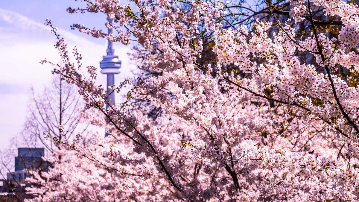 erlebetoronto's tweet photo. In #Toronto ist der Frühling ausgebrochen...und die schönen Parks der Stadt warten! #ErlebeToronto https://t.co/du9PQhKUWP https://t.co/zNkURvVfti