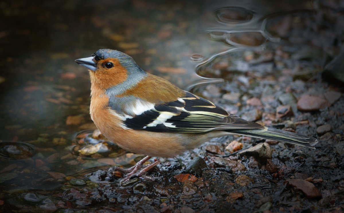 _DibblyDobbler_'s tweet photo. Chaffinch @TheBotanics Shot with #Sony #RX10iii https://t.co/wdnFW3lOn6