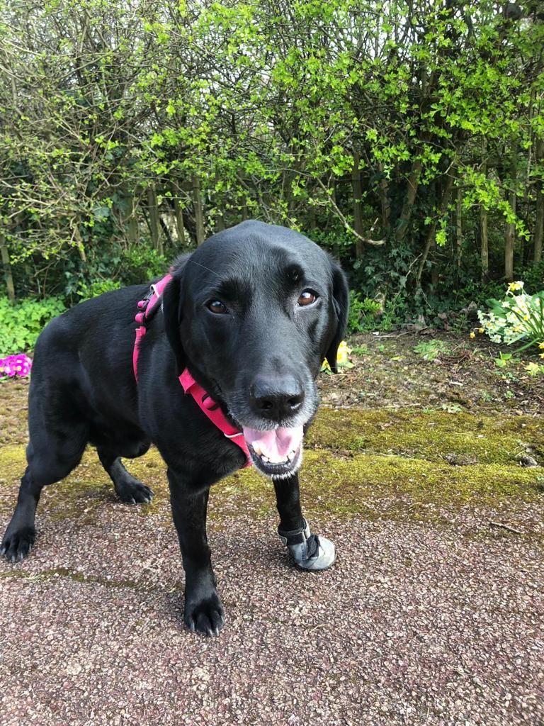 SitandstayMK's tweet photo. Our #PoochOfTheWeek is Milo the Labrador! 😍

Milo is currently recovering from an FCE (spinal cord stroke) 😔 He has regular physiotherapy &amp; is doing really well.  Even though he can’t chase the tennis ball he still loves to carry one around in his mouth. 🙈😍

Good boy Milo 💙 https://t.co/G6Id8jYvPJ