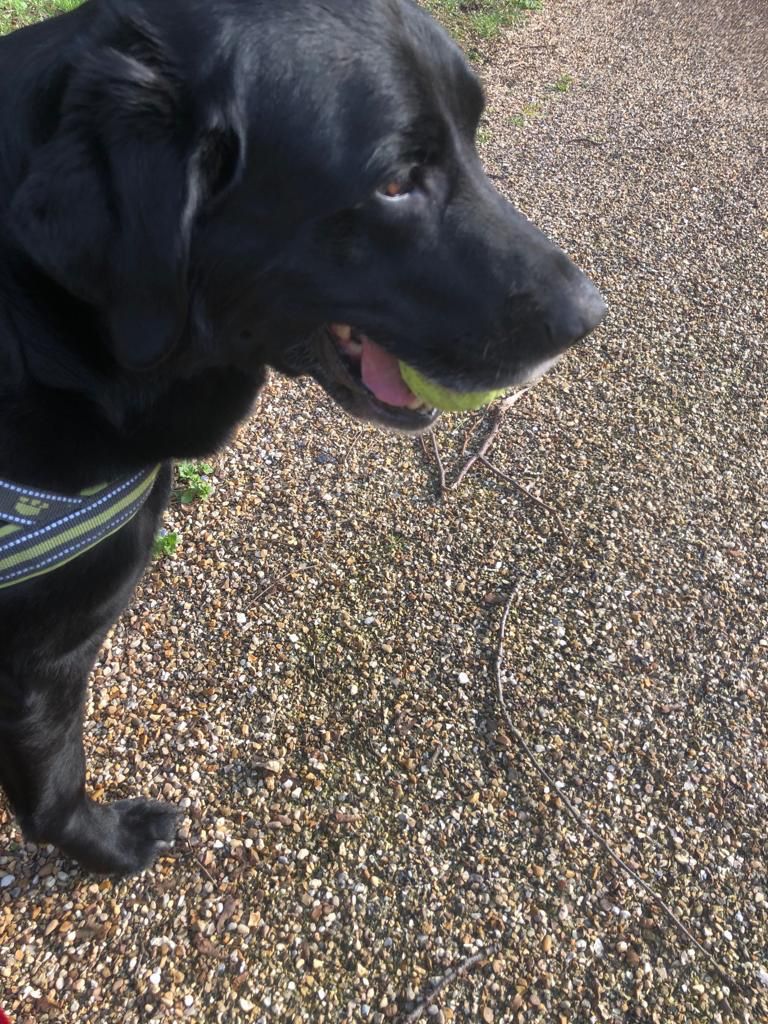 SitandstayMK's tweet photo. Our #PoochOfTheWeek is Milo the Labrador! 😍

Milo is currently recovering from an FCE (spinal cord stroke) 😔 He has regular physiotherapy &amp; is doing really well.  Even though he can’t chase the tennis ball he still loves to carry one around in his mouth. 🙈😍

Good boy Milo 💙 https://t.co/G6Id8jYvPJ