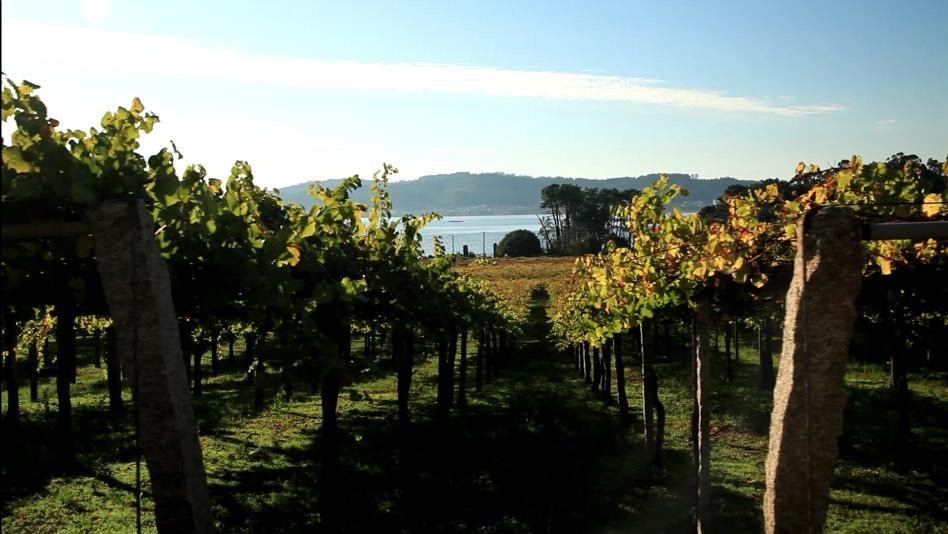 thewinevantweet's tweet photo. Look the beautiful views I found in Rías Baixas, at PACO &amp; LOLA 
#thewinevan #spanishwines #millennial #winelover #winetour #winetourism #friends #winetasting #iger #photoftheday #lanscape #vineyard #grape #riasbaixas #galicia #pacolola https://t.co/HbLTnYwA5P