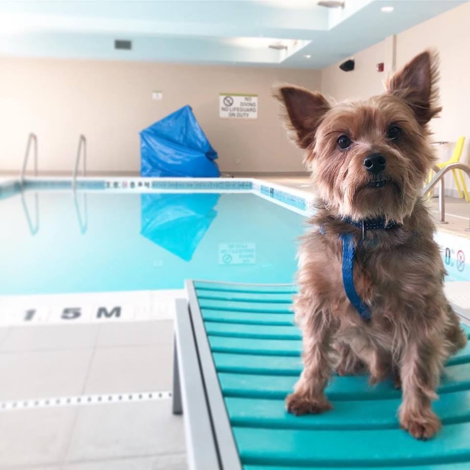 DullesHome2's tweet photo. #BlueTheYorkie is relaxing by the pool @DullesHome2 #TGIF #PetFriendly #DullesVA #ChantillyVA https://t.co/RuaUNOJrjy