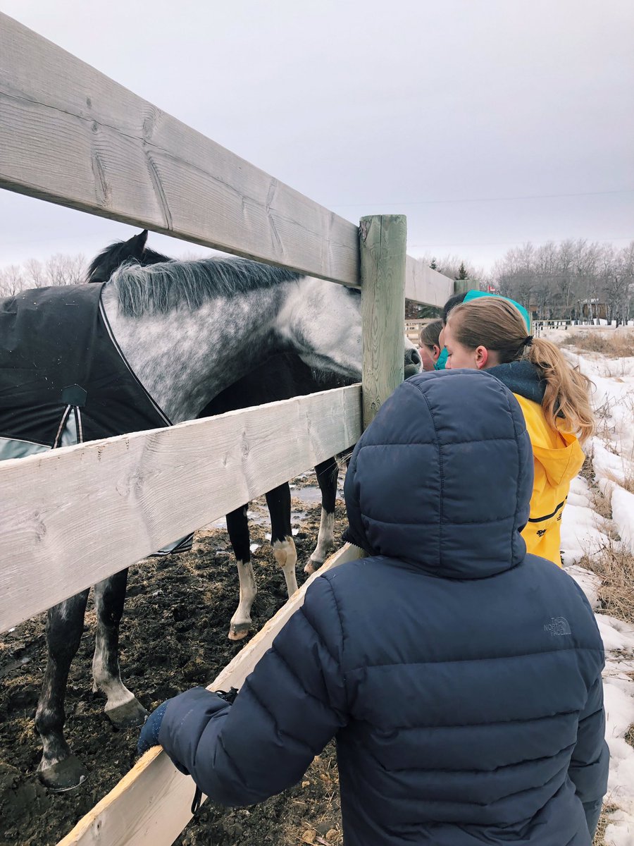 MGstablesWpg's tweet photo. Making new friends at Spring Camp! 💚

#horsesofinstagram #SpringCamp #Friends #Horses #Equestrian https://t.co/sO552uL92O