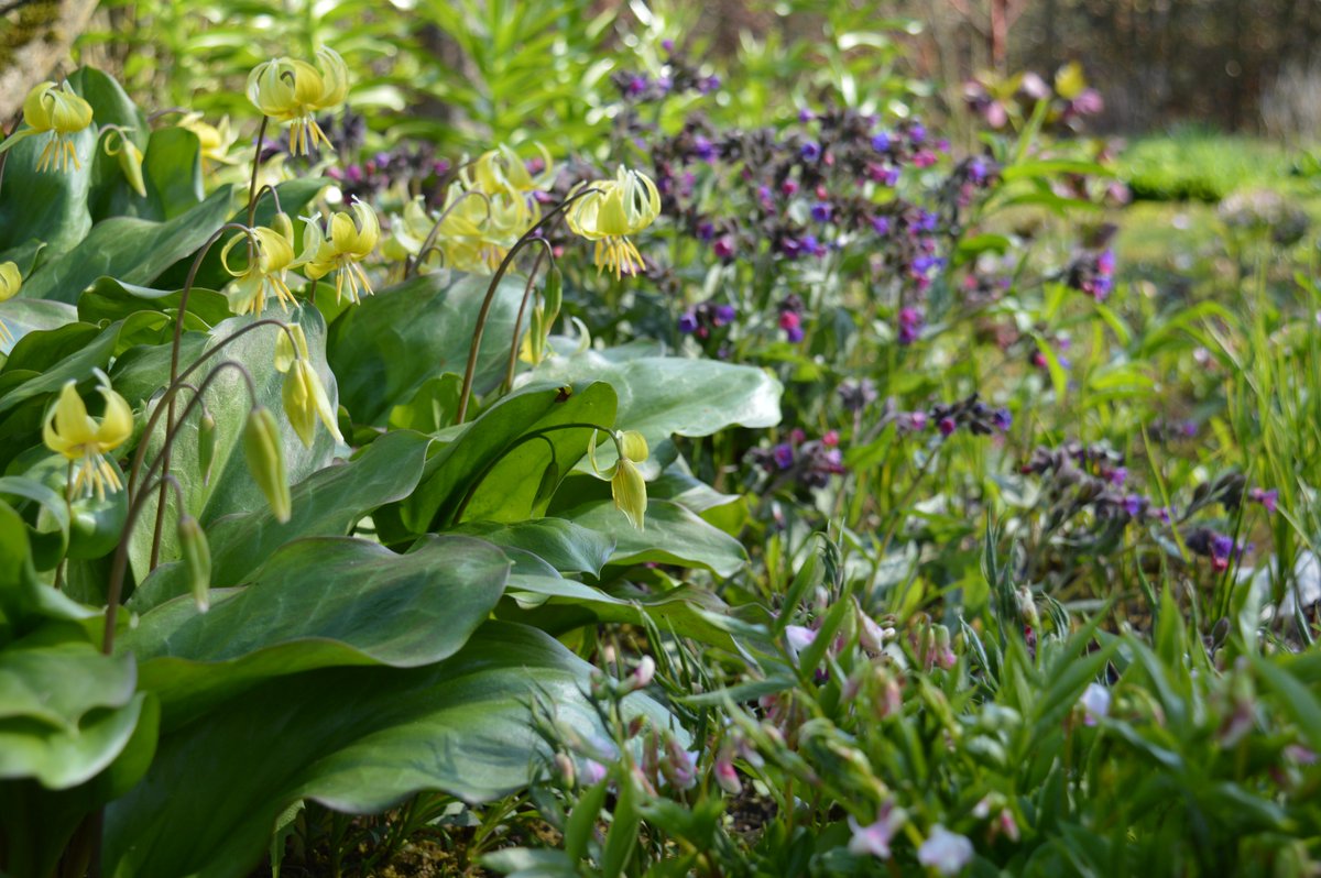 tamsinwesthorpe's tweet photo. Don't be one of those who doesn't consider visiting an open #garden until June. #April is one of the best months. Here's just a few goodies in flower now. We open April 3rd. Listen to our audio tour on @CandideUK to find our more about @Stocktonbury #Herefordshire #gardening https://t.co/da44SSFBhz