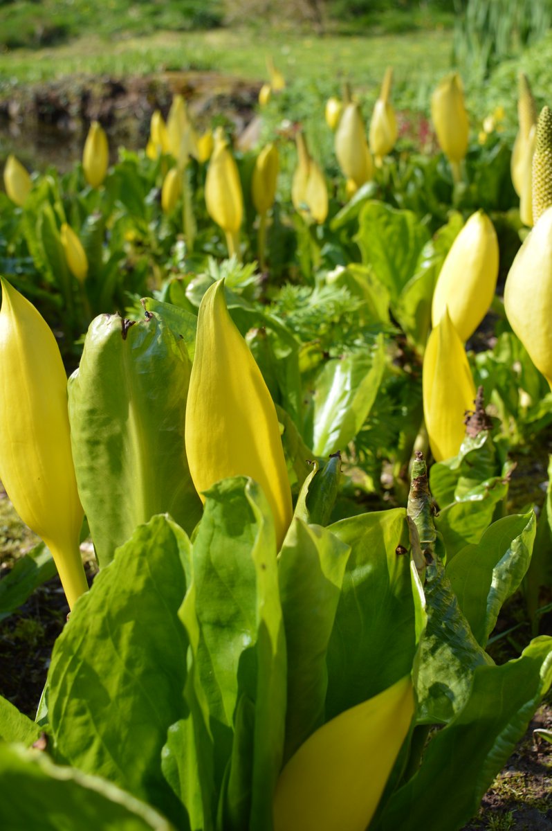 tamsinwesthorpe's tweet photo. Don't be one of those who doesn't consider visiting an open #garden until June. #April is one of the best months. Here's just a few goodies in flower now. We open April 3rd. Listen to our audio tour on @CandideUK to find our more about @Stocktonbury #Herefordshire #gardening https://t.co/da44SSFBhz