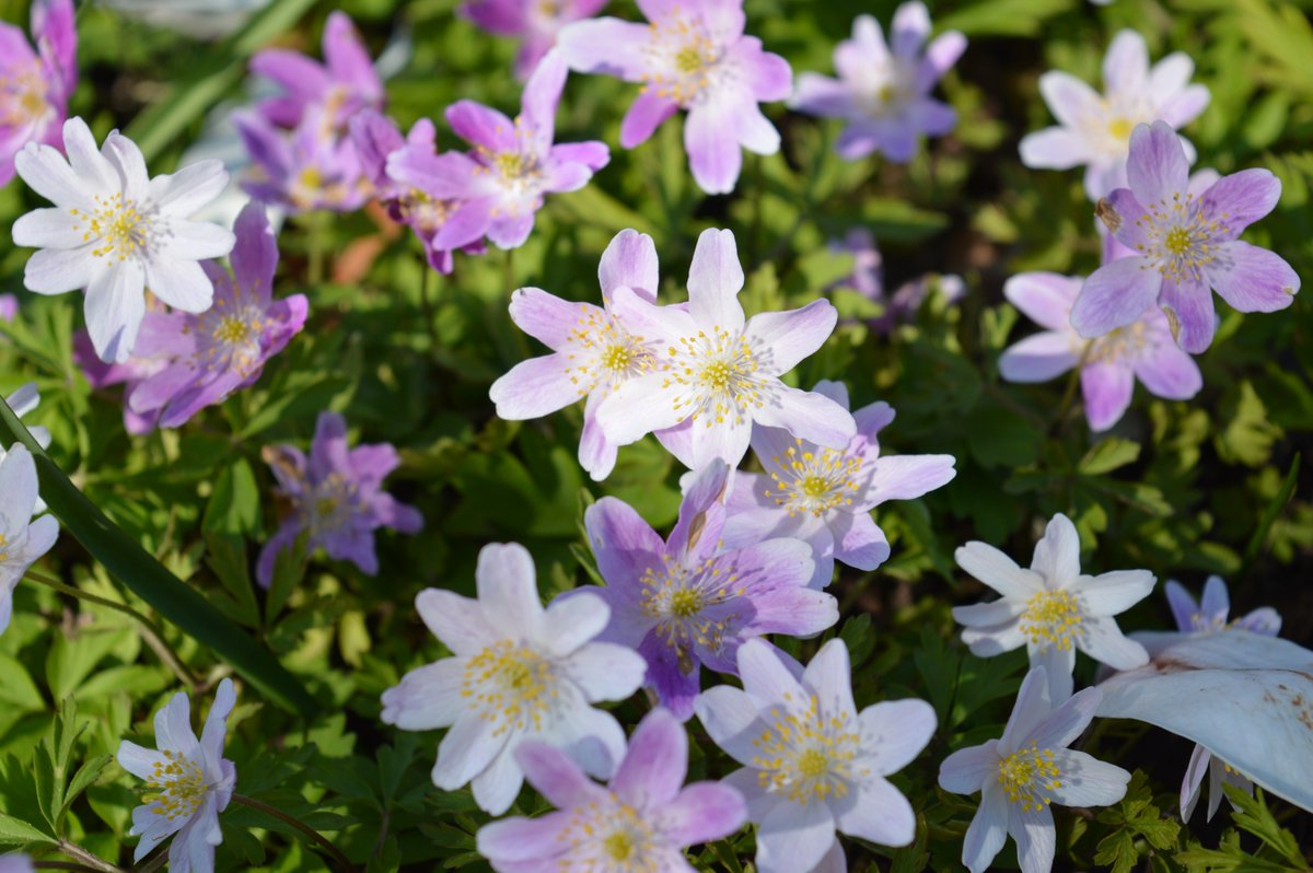 Don't be one of those who doesn't consider visiting an open #garden until June. #April is one of the best months. Here's just a few goodies in flower now. We open April 3rd. Listen to our audio tour on @CandideUK to find our more about @Stocktonbury #Herefordshire #gardening