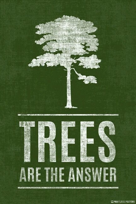 the_rede's tweet photo. Trees are the answer to everything 😀🙌🌲🌳🌴 https://t.co/N2jyRzRZSc